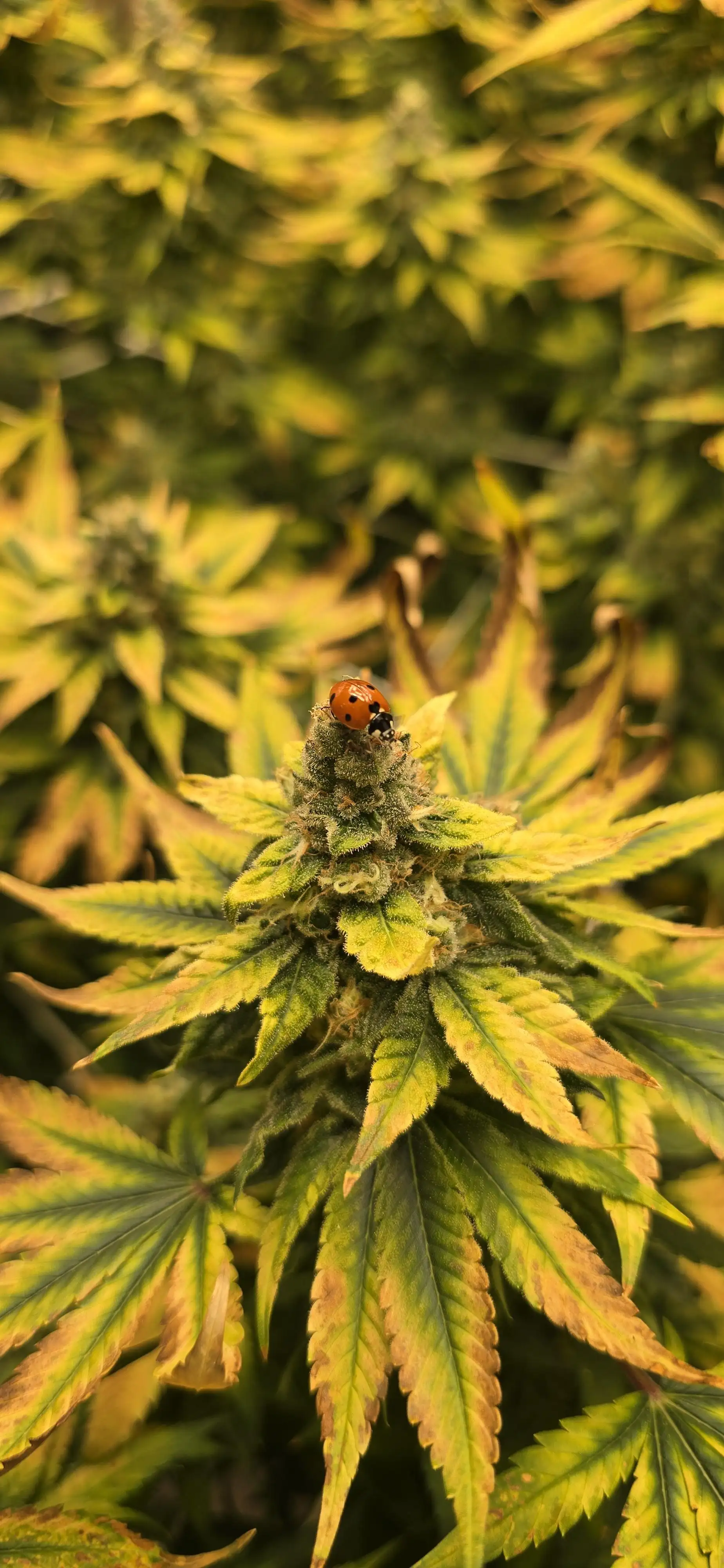 GrowerHU