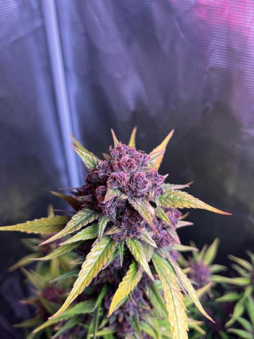 null door Dottgreenthumb