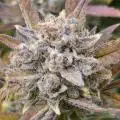 Dottgreenthumb