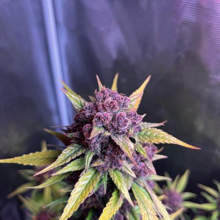 Dottgreenthumb