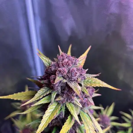 Dottgreenthumb
