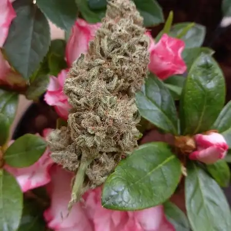 TrGardener