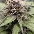 Organicwarrior420