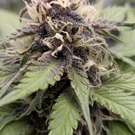 Organicwarrior420