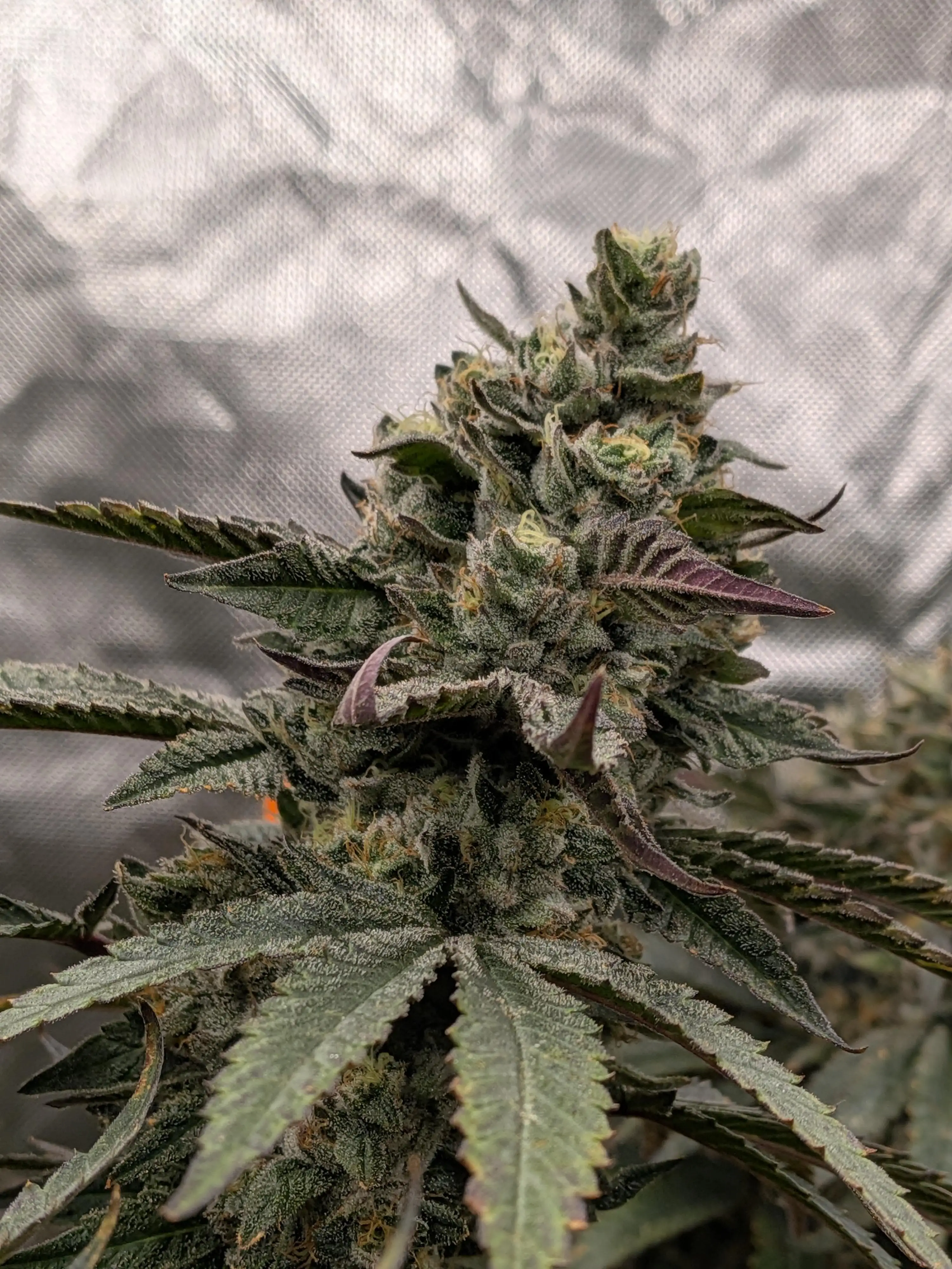 Snaxgrows