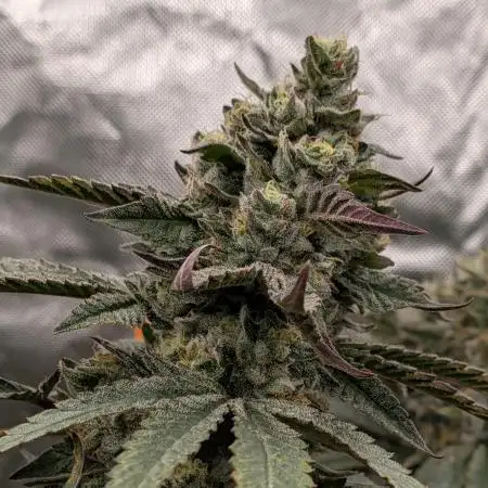 Snaxgrows
