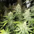 in_a_few_weeks