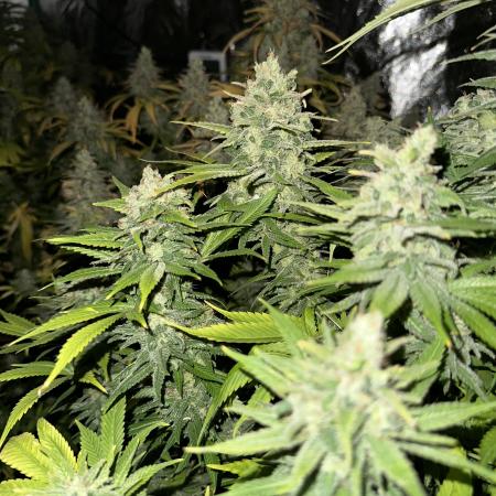 in_a_few_weeks