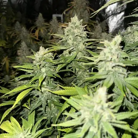 in_a_few_weeks