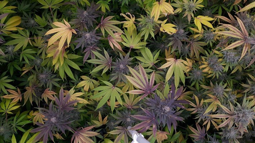 null by Rock-n-roll-randy