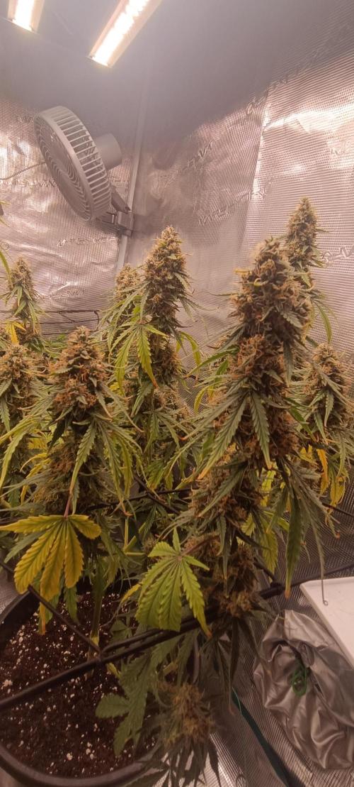 null by Pot_im_Pott