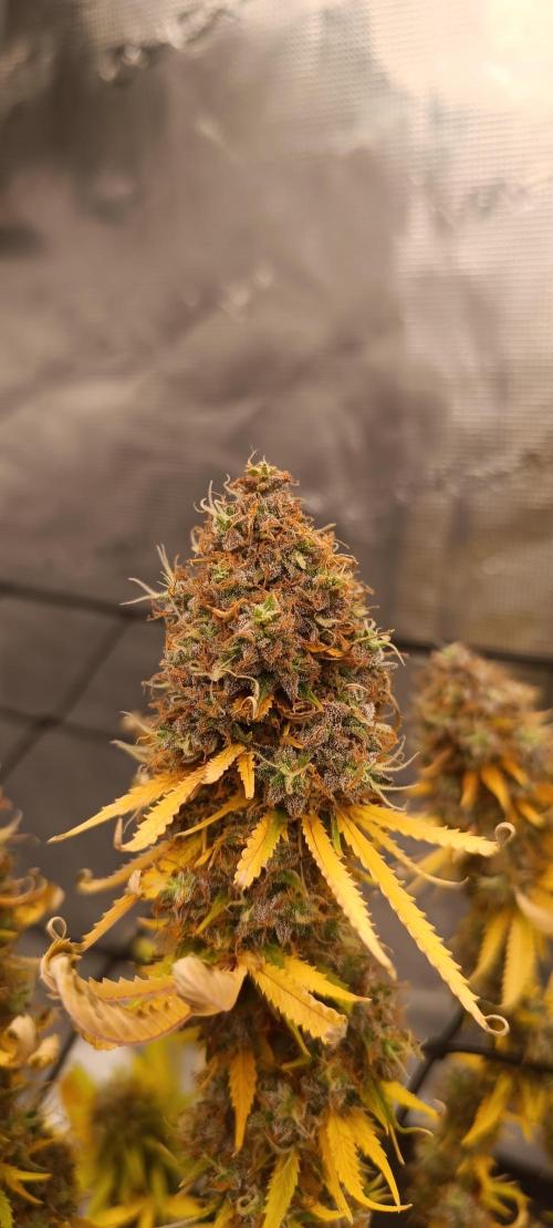 null by Pot_im_Pott