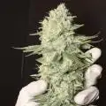 paraisoverdegrow