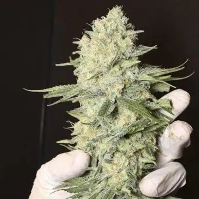 paraisoverdegrow