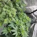 TrickyJx