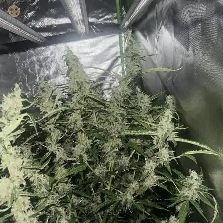 ObieTerps