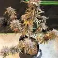 Nug_Banger