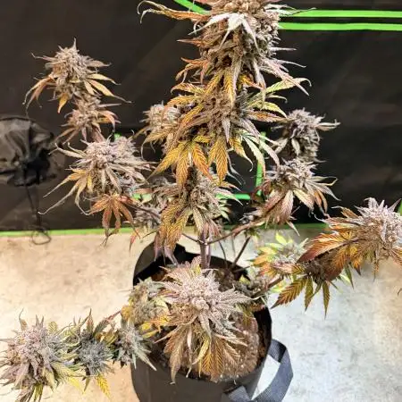 Nug_Banger