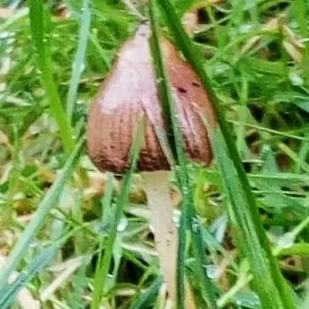 elduendedelparke