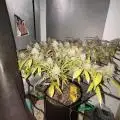 Ganjaweed