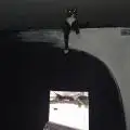 NewgrowerMcGrowface