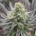 Thegrungegsx11