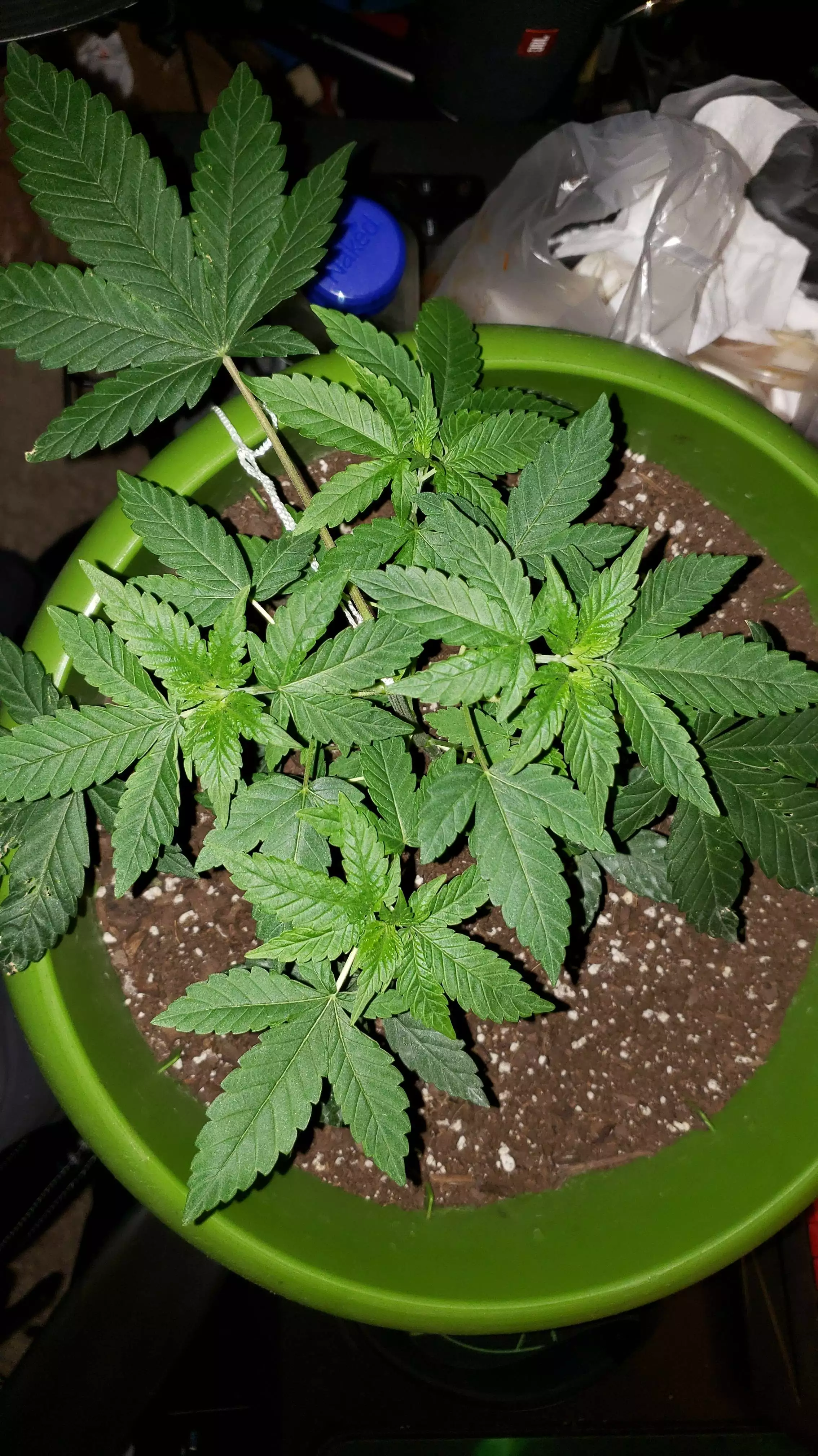 FatDoinks