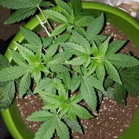 FatDoinks