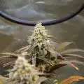 Chilon_Grow