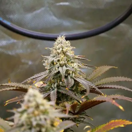 Chilon_Grow