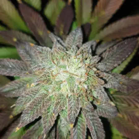 Growganic