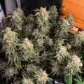 Oriongrows