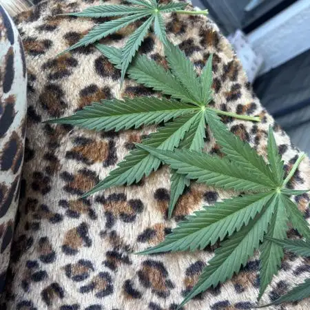 Weedcouple1998