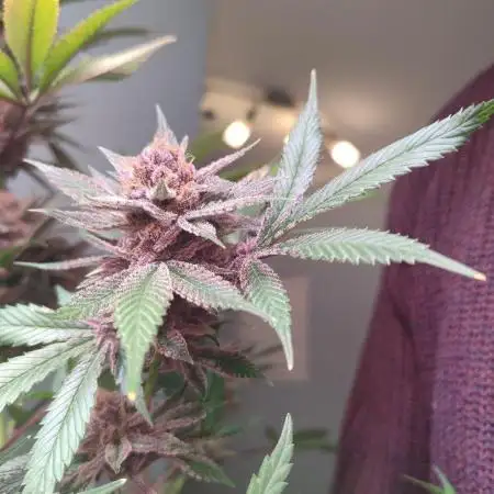 187DrGreenthumb187