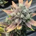 Dwcgrower92