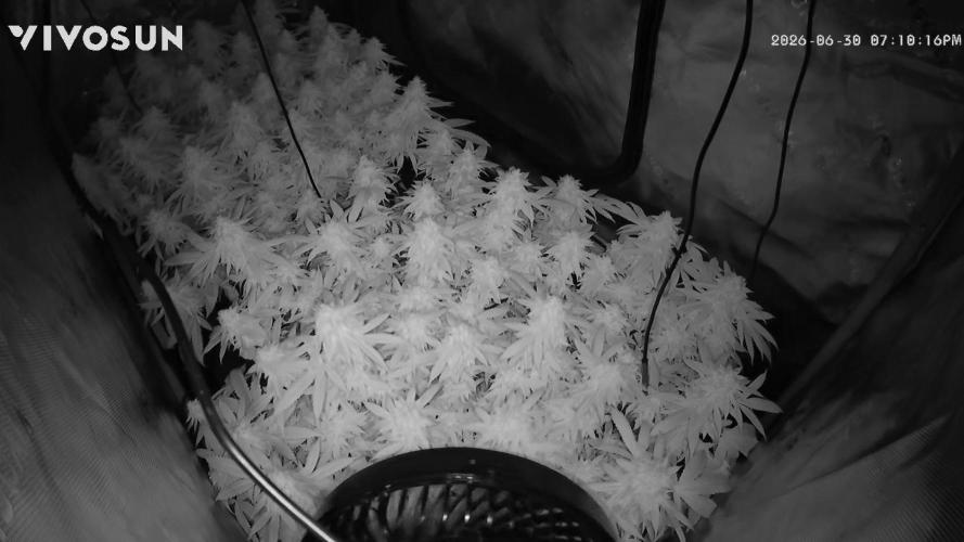 null door DrGreenThumbGenetics