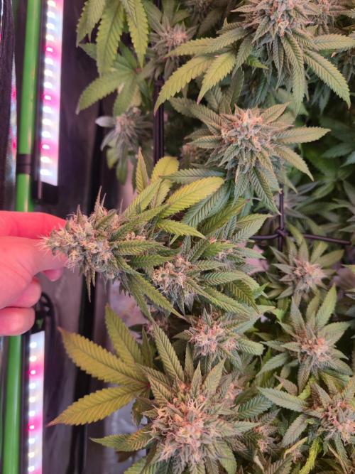 null door DrGreenThumbGenetics