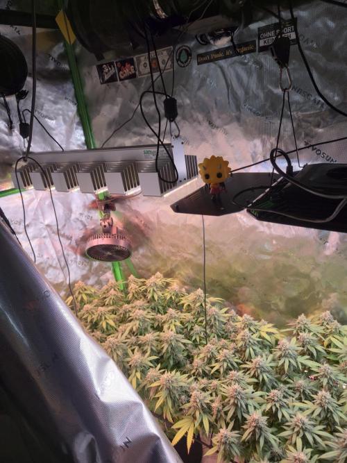 null door DrGreenThumbGenetics