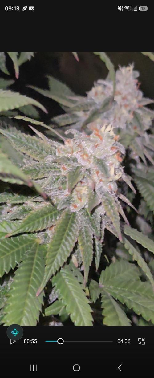 null door DrGreenThumbGenetics