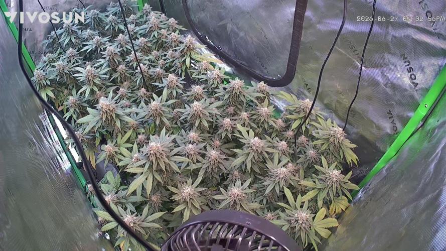 null door DrGreenThumbGenetics