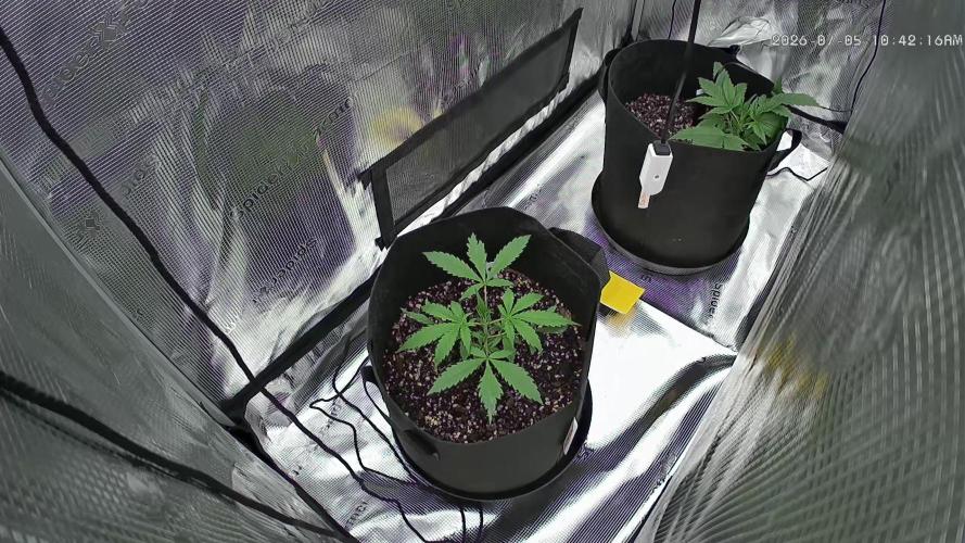 null door mowtowngrows