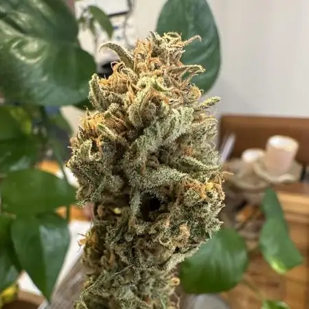 theChimp