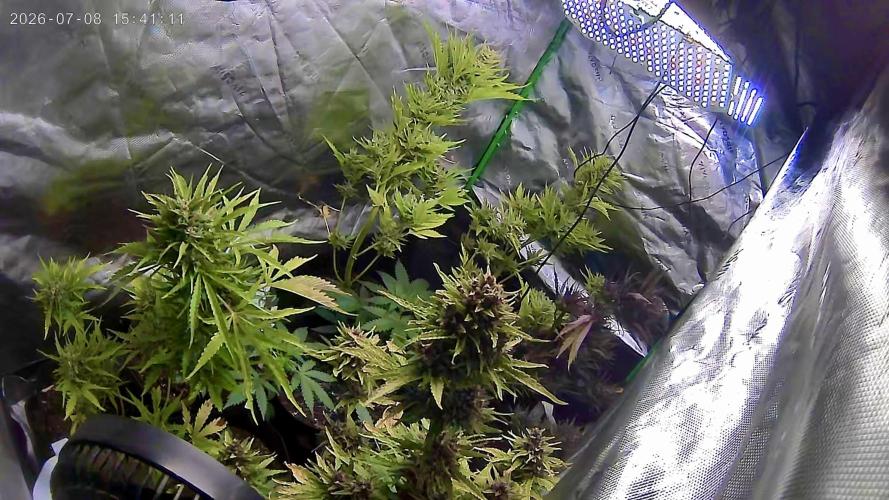 null door Big_Buds