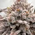 Pfalzgrown