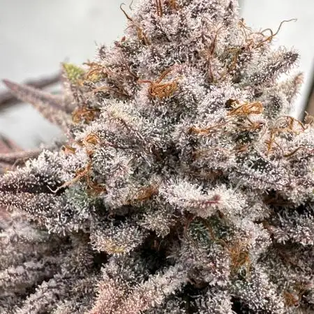Pfalzgrown