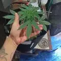 GuriWeed