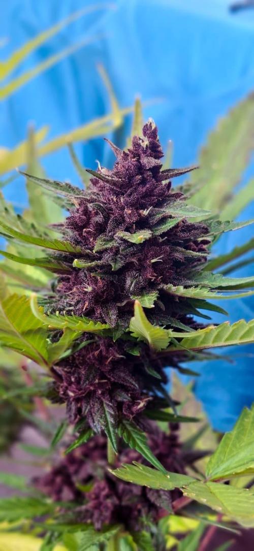 null by K_Genetics