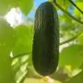 Growzaza