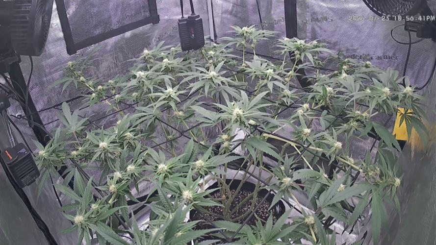 null door ercannabi54