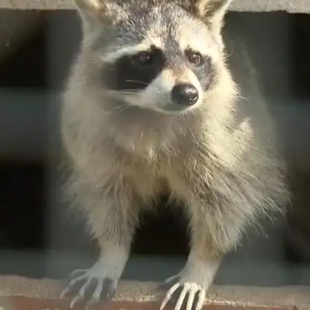 IberianRacoon